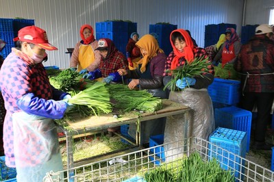 鄉村婦女的增收新路 鎮辦企業里，六小時換來四十元與出口的韭菜